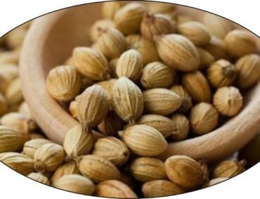 Coriander