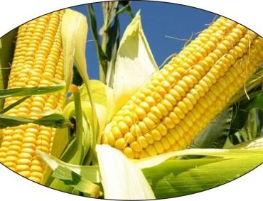 Maize-2 Maize-2