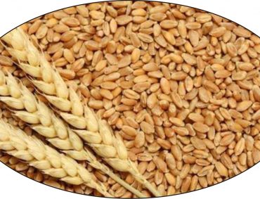 Wheat-2
