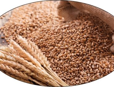 Wheat-1 Wheat-1