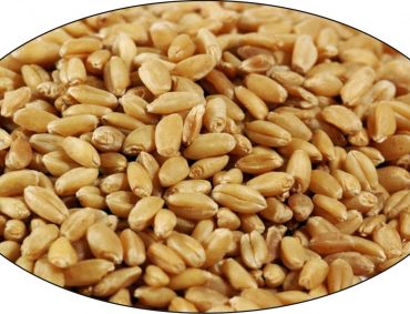 Wheat-4