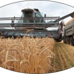 US wheat futures ease