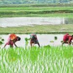 गुजरात में समर सीजन में फसलों की बुआई 19.37 फीसदी पिछड़ी