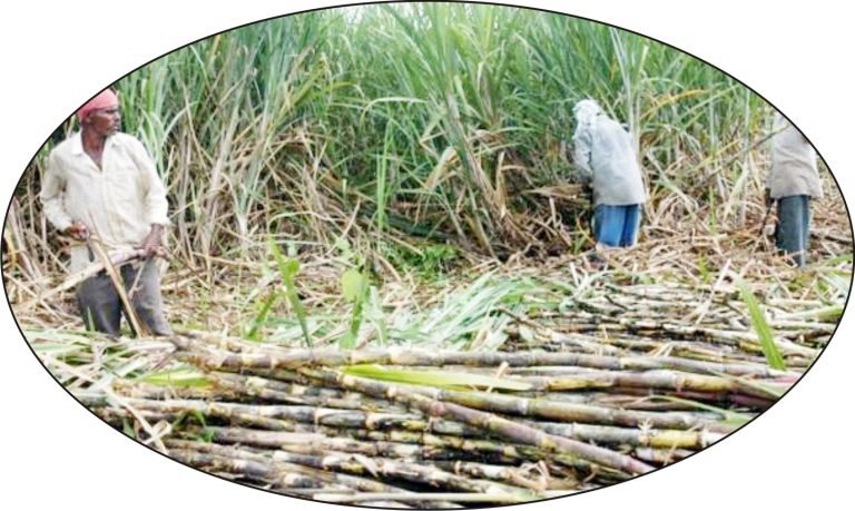 गन्ना एवं इंडियन ब्राज़ील राजमां चित्रा, चाइना को भी तोड़ेगा