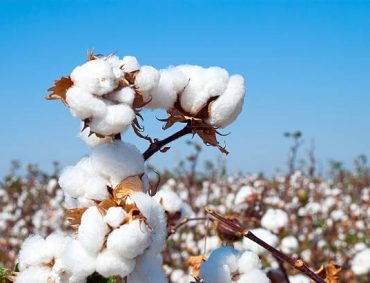 Branch of ripe cotton on the cotton field, Uzbekistan