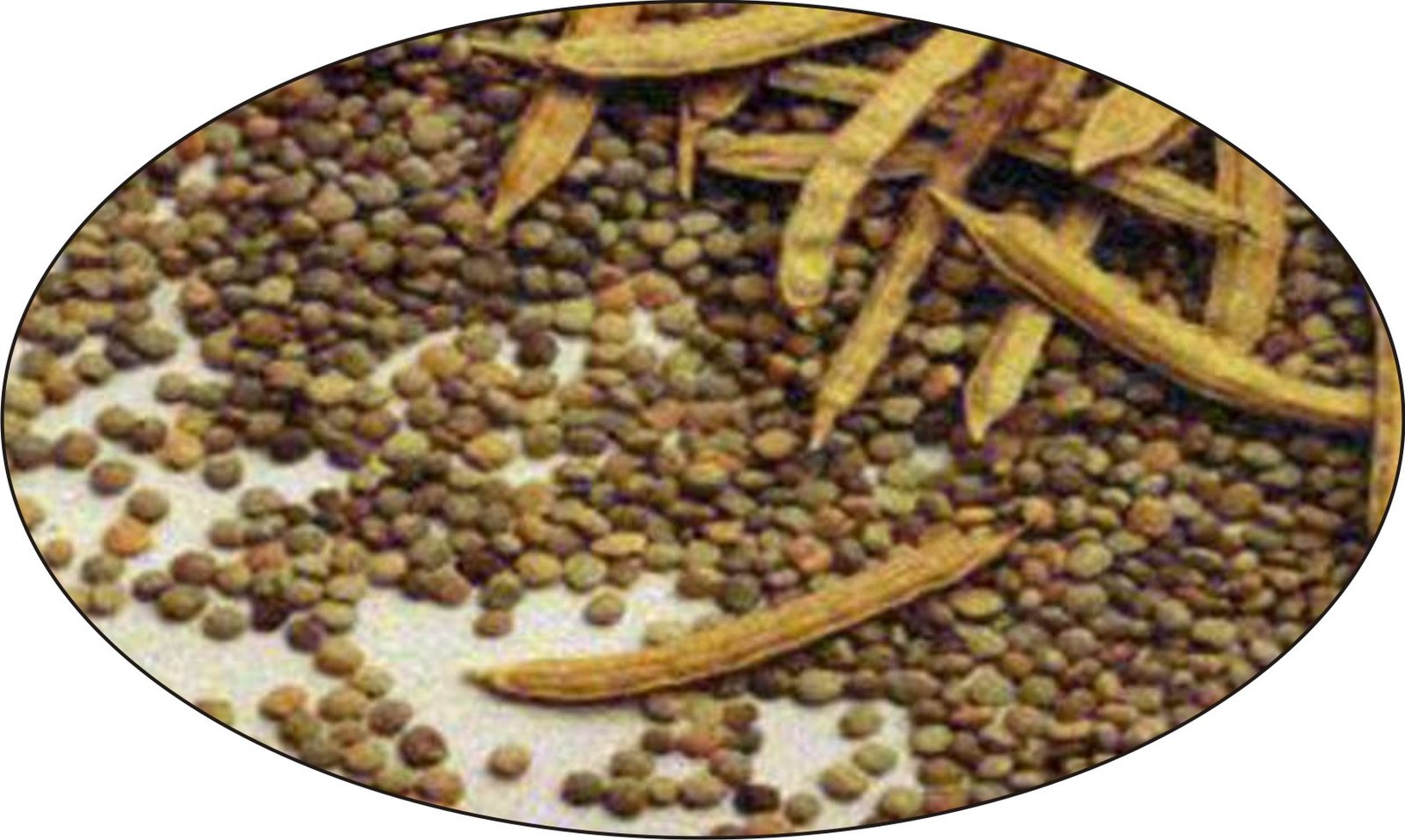 ग्वार गम मंदा नहीं Vyaparkesari