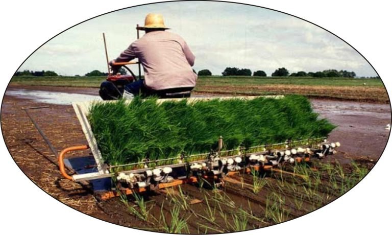 पश्चिमी यूरोप में बिजाई पुन: शुरू हुई : गेहूं की बुआई में कमी आने की आशंका